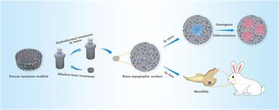 Osteogenic differentiation of 3D-printed porous tantalum with nano-topographic modification for repairing craniofacial bone defects